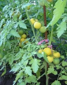 Томат персик опис і характеристика сорту, відгуки, фото
