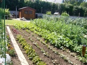 Типи і види сівозміни основні поняття, техніки, секрети, а також методи догляду за рослинами і (посіви) Типи і види сівозміни основні поняття, техніки, секрети, а також методи догляду за рослинами і