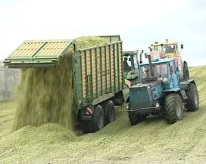 Технологія заготівлі та приготування силосу (силосу) Технологія заготівлі та приготування силосу