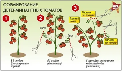 томат Верліока