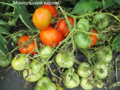 Томат «монгольський карлик» опис і характеристика, вирощування, фото (монгольський) Томат «монгольський карлик» опис і характеристика, вирощування, фото
