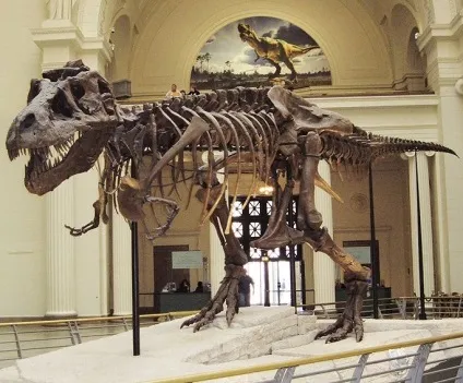 Тиранозавр рекс - tyrannosaurus rex, картинки тиранозавр динозавр тираннозавр, фото тираннозавр в (tyrannosaurus) Тиранозавр рекс - tyrannosaurus rex, картинки тиранозавр динозавр тираннозавр, фото тираннозавр в