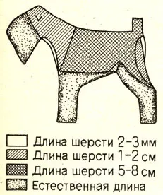 Тримминг собак службових порід 1986 Зубко в (собак) Тримминг собак службових порід 1986 Зубко в
