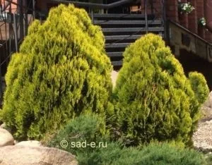 Туя посадка догляд в Підмосков'ї, все про рослини (догляд) Туя посадка догляд в Підмосков'ї, все про рослини