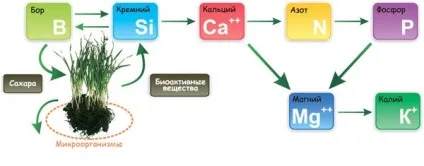 Добриво майстер - інструкція із застосування, склад, властивості (майстер) Добриво майстер - інструкція із застосування, склад, властивості