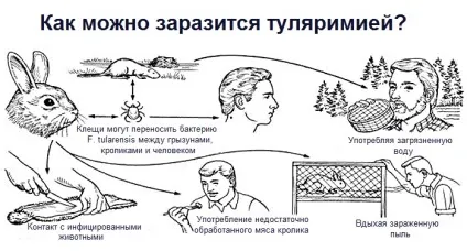 Туляремія - що це таке щеплення (туляремія) Туляремія - що це таке щеплення