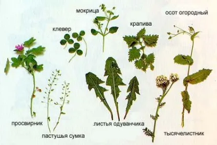 Трава для кроликів