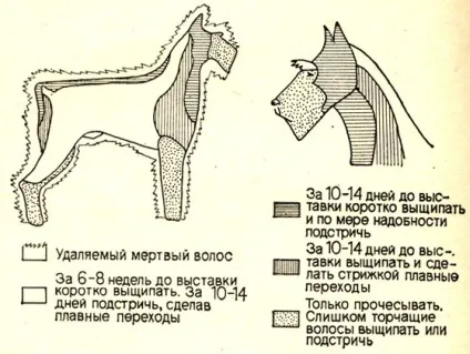 Тримминг собак службових порід 1986 Зубко в (собак) Тримминг собак службових порід 1986 Зубко в