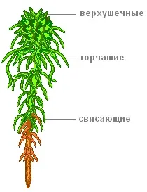 Урок 37 мохи