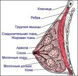 Вправи для збільшення грудей комплекс для занять в домашніх умовах (вправи) Вправи для збільшення грудей комплекс для занять в домашніх умовах