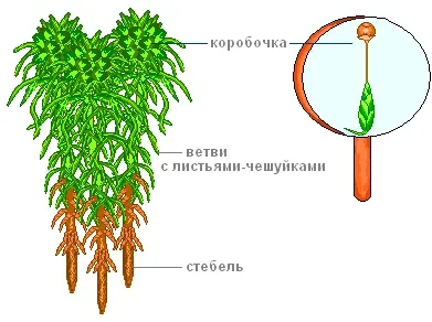 Урок 37 мохи