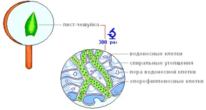 Урок 37 мохи
