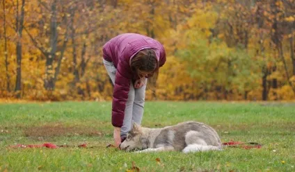 У собаки прищі
