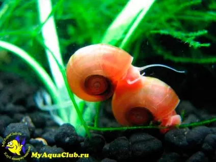 Улітку котушка (planorbis)