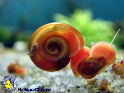 Улітку котушка (planorbis)