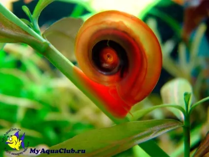 Улітку котушка (planorbis)