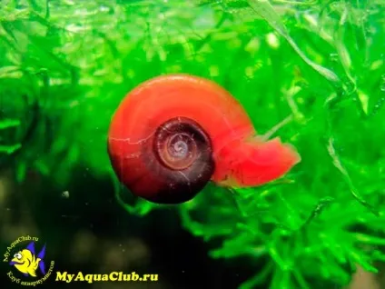 Улітку котушка (planorbis)