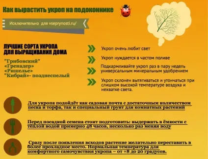 Кріп на подоконніке- секрети і поради хорошого врожаю (кріп) Кріп на подоконніке- секрети і поради хорошого врожаю