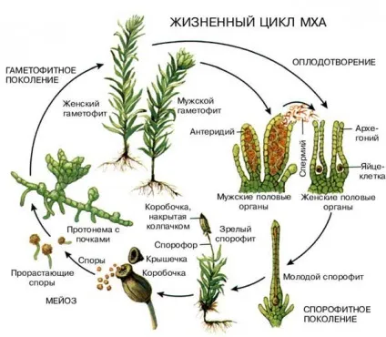 Урок 37 мохи