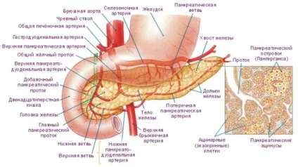 Збільшена підшлункова залоза причини, симптоми, лікування дорослих і дітей (підшлункова) Збільшена підшлункова залоза причини, симптоми, лікування дорослих і дітей
