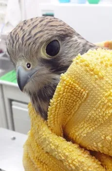 Ветеринарна клініка при зоопарку в петербурзькому районі Харків (ветеринарна) Ветеринарна клініка при зоопарку в петербурзькому районі Харків