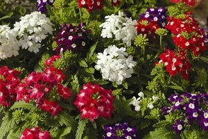 Вербена фото і опис ампельних і гібридних сортів, умови вирощування рослини з насіння (сортів) Вербена фото і опис ампельних і гібридних сортів, умови вирощування рослини з насіння