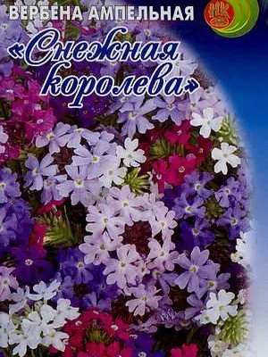 Вербена фото і опис ампельних і гібридних сортів, умови вирощування рослини з насіння (фото) Вербена фото і опис ампельних і гібридних сортів, умови вирощування рослини з насіння