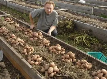 Вирощування картоплі в грядах-коробах (картоплі) Вирощування картоплі в грядах-коробах