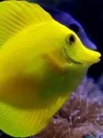 Водорості для акваріума