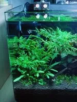 Водорості для акваріума