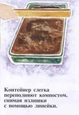 Вирощування рослин з насіння (насіння) Вирощування рослин з насіння