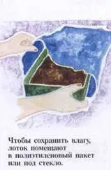 Вирощування рослин з насіння (вирощування рослин насіння) Вирощування рослин з насіння
