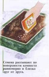 Вирощування рослин з насіння (рослин) Вирощування рослин з насіння