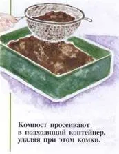 Вирощування рослин з насіння (рослин) Вирощування рослин з насіння