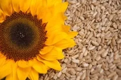 Вітаміни для нігтів, волосся та шкіри недорогі (волосся) Вітаміни для нігтів, волосся та шкіри недорогі
