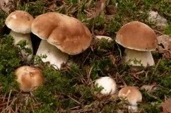 Вітаміни для нігтів, волосся та шкіри недорогі (нігтів) Вітаміни для нігтів, волосся та шкіри недорогі