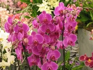 Вирощування орхідей роду Мільтонія в домашніх умовах докладні правила пересадки і догляду (цвітіння мильтонии) Вирощування орхідей роду Мільтонія в домашніх умовах докладні правила пересадки і догляду