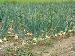 Вирощування ріпчастої цибулі на своїй дачній ділянці (вирощування) Вирощування ріпчастої цибулі на своїй дачній ділянці