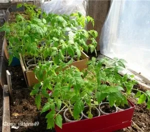 Вирощування розсади томатів для закритого грунту (грунту) Вирощування розсади томатів для закритого грунту