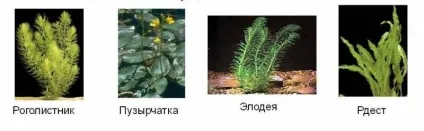 Вологолюбні рослини і їх ознаки (вологолюбні) Вологолюбні рослини і їх ознаки