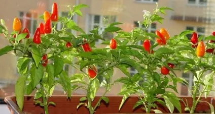 Вирощування перцю на балконі виростити перець болгарський солодкий (перець) Вирощування перцю на балконі виростити перець болгарський солодкий