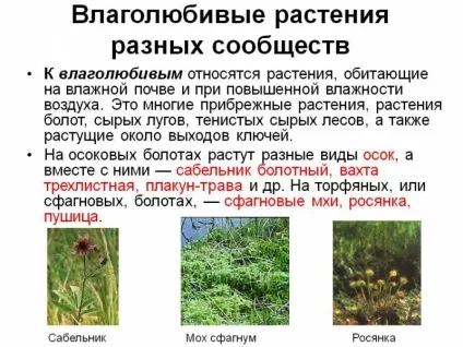 Вологолюбні рослини і їх ознаки (занурені воду рослини) Вологолюбні рослини і їх ознаки