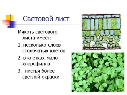 Вологолюбні рослини і їх ознаки (ознаки) Вологолюбні рослини і їх ознаки