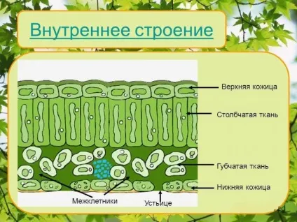 Вологолюбні рослини і їх ознаки (занурені воду рослини) Вологолюбні рослини і їх ознаки