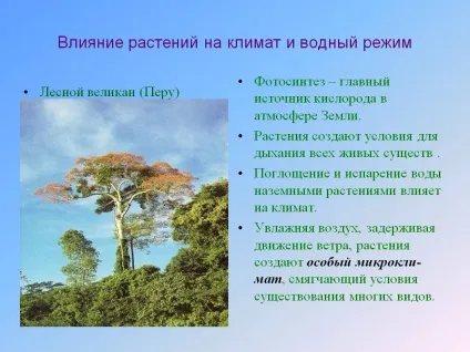 Вплив рослин на клімат і водний режим - презентація 5291-7 (водний) Вплив рослин на клімат і водний режим - презентація 5291-7