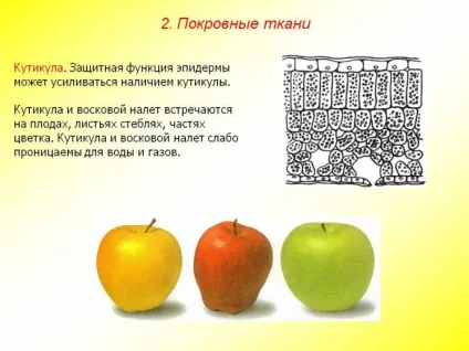 Вологолюбні рослини і їх ознаки (рослини) Вологолюбні рослини і їх ознаки