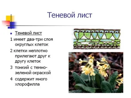 Вологолюбні рослини і їх ознаки (вологолюбні) Вологолюбні рослини і їх ознаки