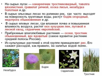 Вологолюбні рослини і їх ознаки (занурені воду рослини) Вологолюбні рослини і їх ознаки