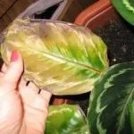 Все про Калата сандериана розмноження, догляд (Калата) Все про Калата сандериана розмноження, догляд
