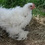 Характеристика кучерявою породи курей з фотографіями її представників